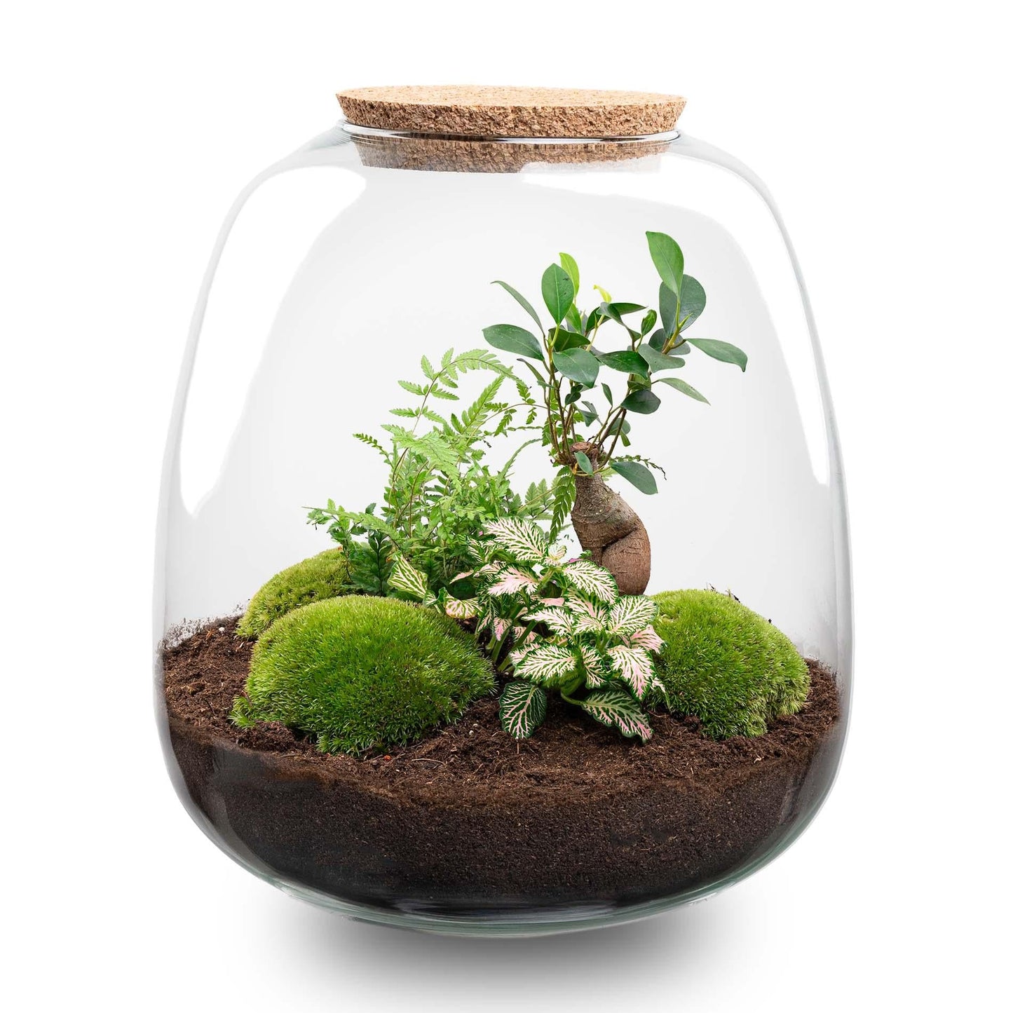 Flaschengarten DIY Set Emma – Terrarium Ø23cm – Höhe 25cm – Inkl. Bonsai Pink, Moos, Erde & Anleitung – Selbstversorger Mini-Ökosystem – Geschenkidee