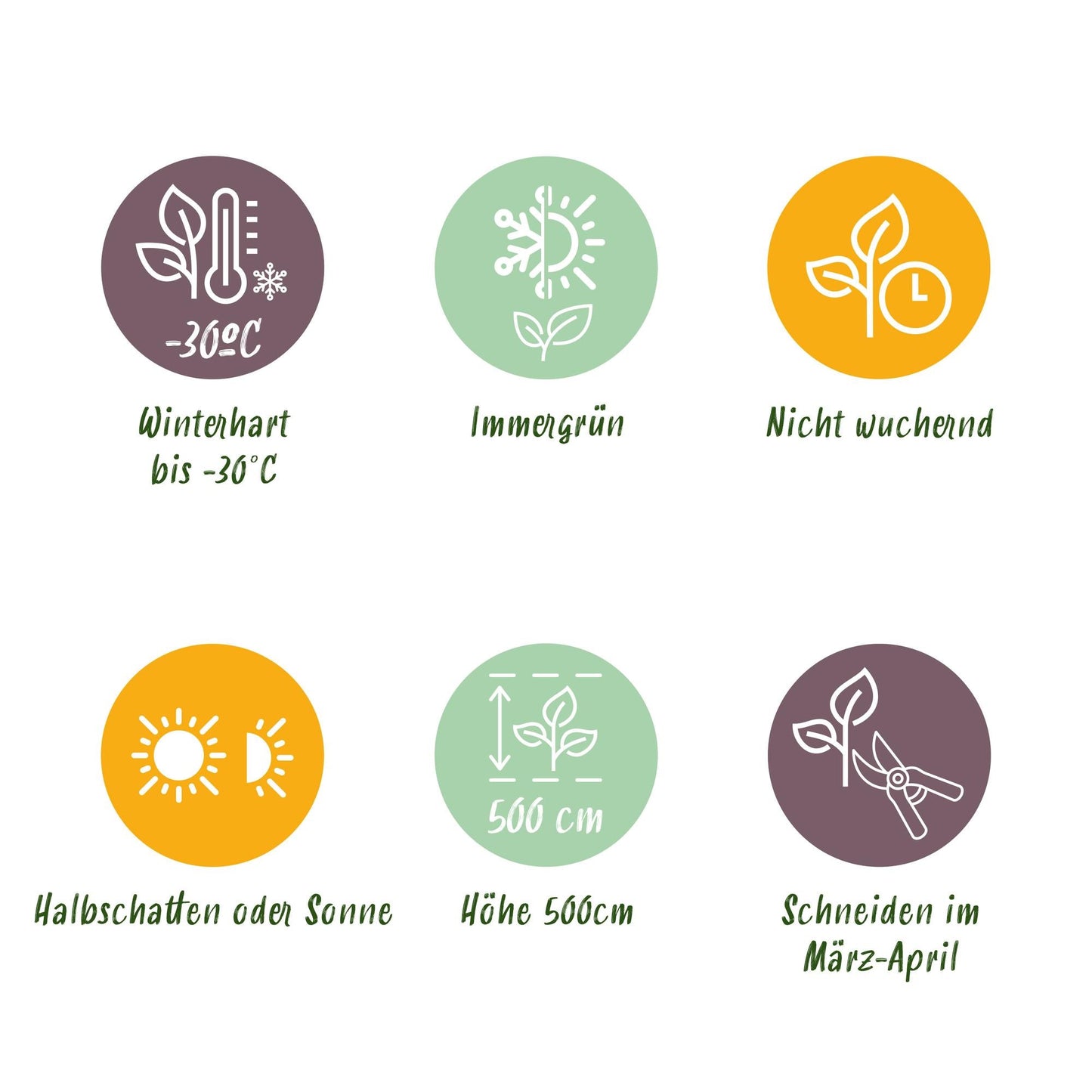 Lebensbaum Thuja occidentalis Smaragd – Immergrüne Heckenpflanze – 8 Pflanzen – 1 m – 9 cm Höhe 30–35 cm – Schnellwachsend & Pflegeleicht