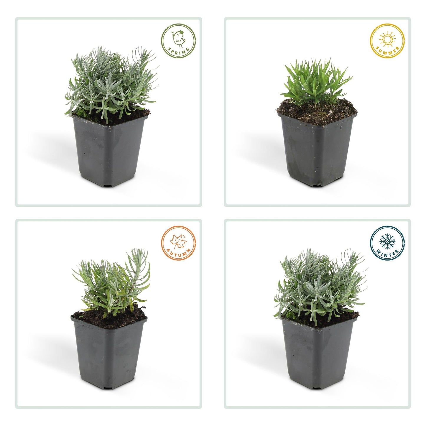 Lavandula angustifolia 'Hidcote' – 48 Pflanzen – duftender Lavendel – bienenfreundlich – winterhart – Ø9cm – ↕10–25cm