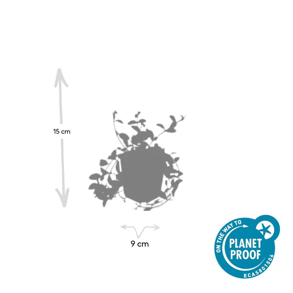 Vinca minor 'Aureovariegata' – 24 Pflanzen – Immergrüner Bodendecker – Violette Blüten – Grün-goldenes Laub – 10–25 cm – Ø9 cm – Schattentolerant & pflegeleicht