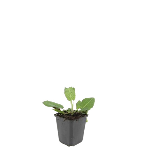 Salvia nemorosa 'Mainacht' – 48 Pflanzen – Blau blühende Staude – Sonniger Standort – Bienen- & Schmetterlingsfreundlich – Ø9cm – 10-25cm