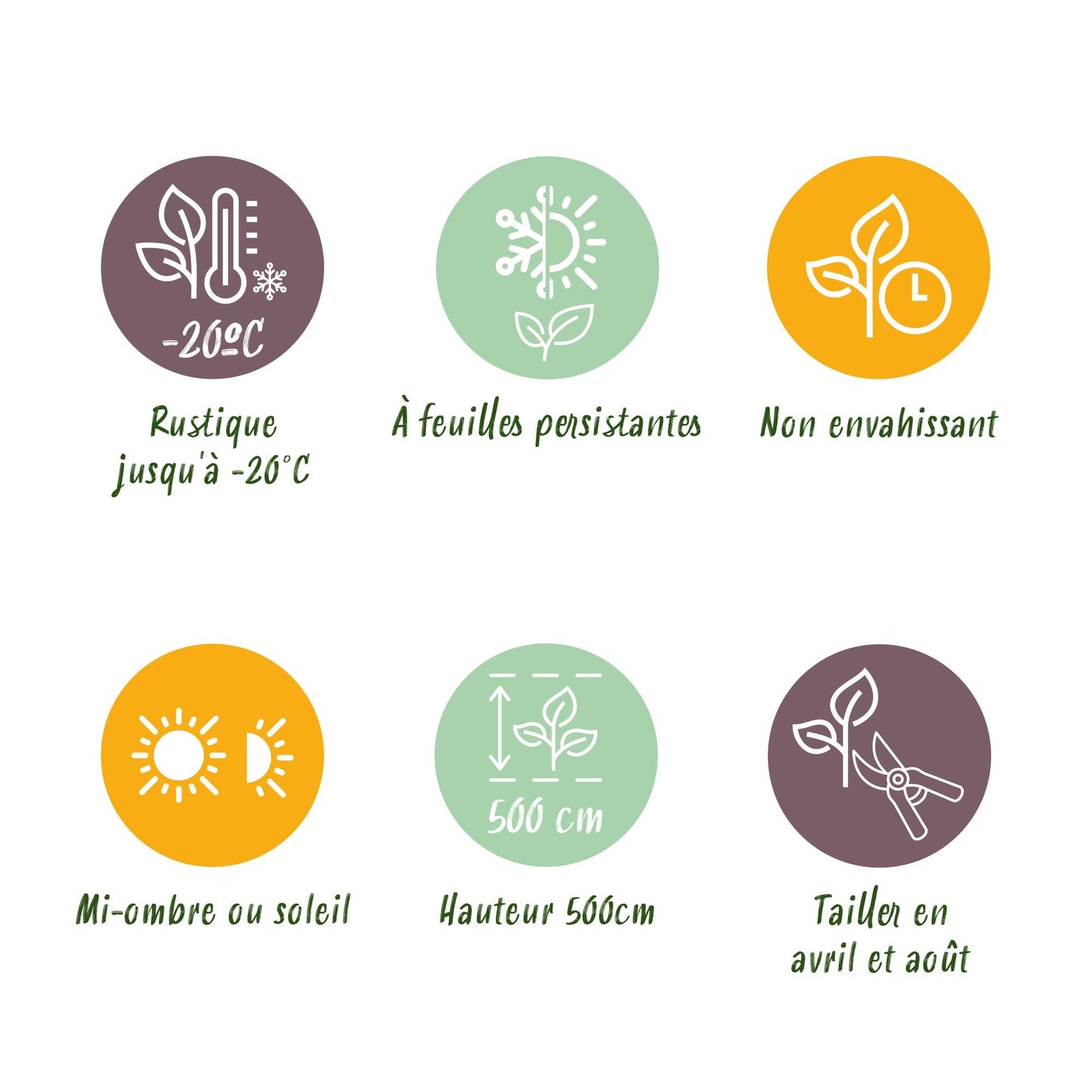 Kirschlorbeer Prunus laurocerasus Etna – Hecke – Blatt grün – 6 Pflanzen – 1 laufender Meter – Immergrün – 17cm x H50cm – Schnell wachsend & pflegeleicht