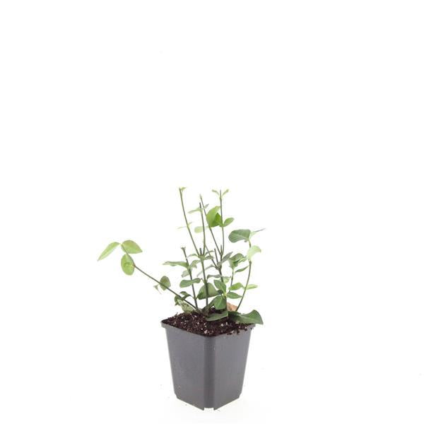 Euonymus fortunei 'Coloratus' – Immergrüner Bodendecker – 48 Pflanzen – Tiefgrünes Laub & Herbstfärbung – Ø9cm – ↕10–25cm – Winterhart & pflegeleicht