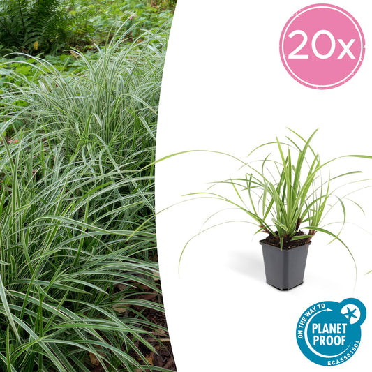 Weißrandige Segge Carex morrowii 'Ice Dance' – ↕10-25cm – Ø9cm – 20 Pflanzen – Immergrünes Ziergras & Bodendecker – Pflegeleicht & winterhart