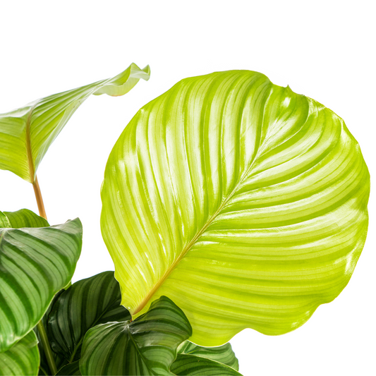 Korbmarante Calathea Orbifolia – Ø17 cm – ca. 40–50 cm hoch – Zimmerpflanze mit großen, silbrig-grünen Blättern – Für Wohnzimmer & Büro