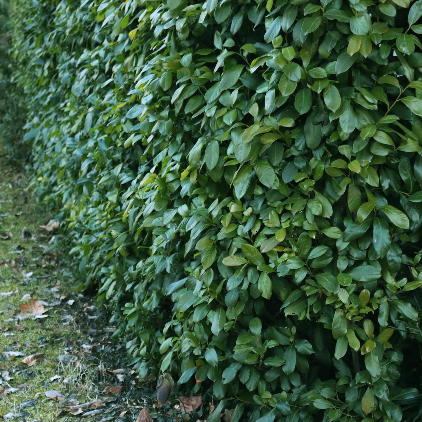 Kirschlorbeer - Prunus laurocerasus Etna - Hecke - Blatt grün - 6 Pflanzen - 1 laufender Meter - immergrün - Topf 17cm Höhe 50cm