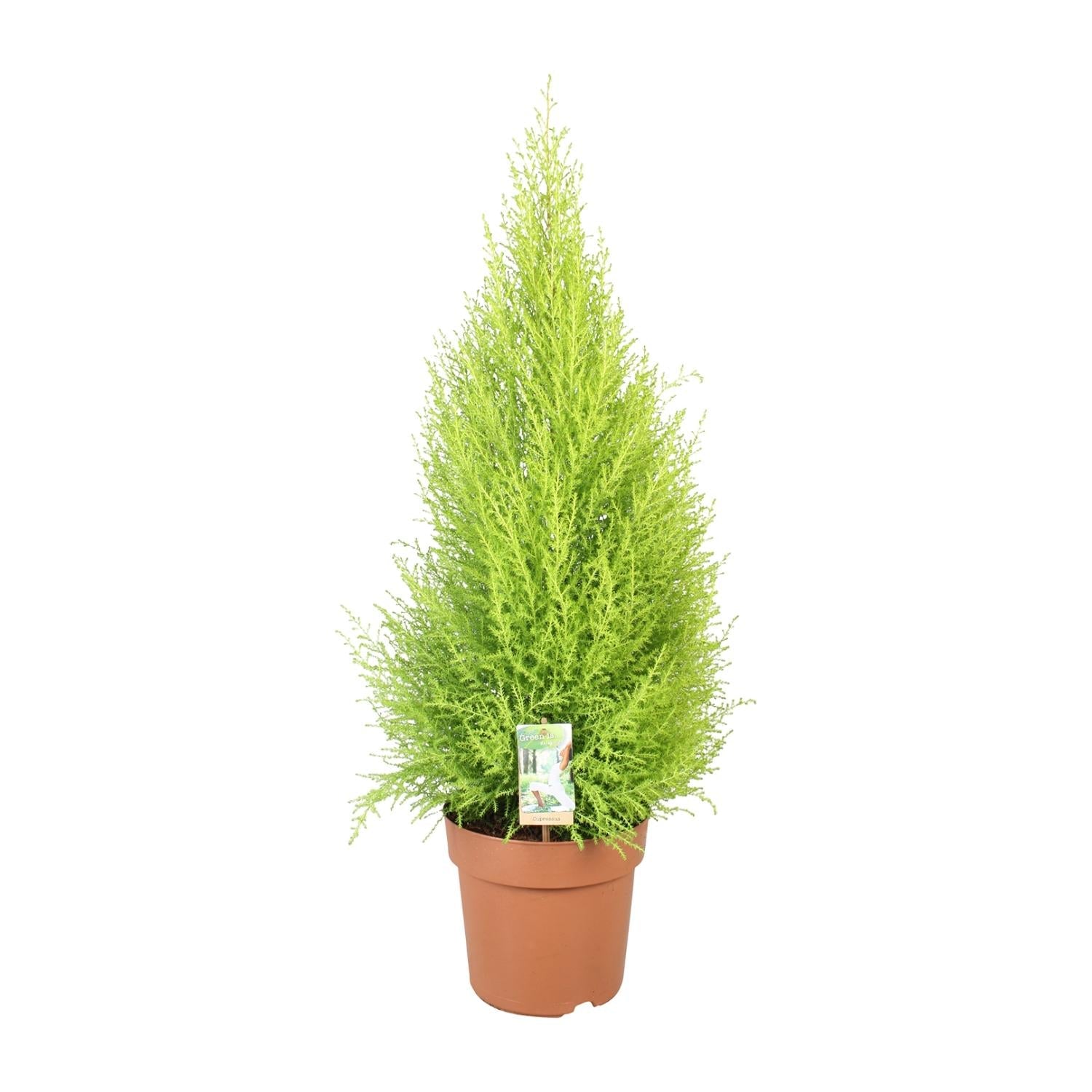 Cupressus Goldcrest 'Wilma' – Zeder – Zimmer- & Gartenpflanze – Ø21 cm Topf – Ca. 90 cm hoch – Pflegeleichte Immergrüne mit zitronigem Duft – Für Innen & geschützten Außenbereich
