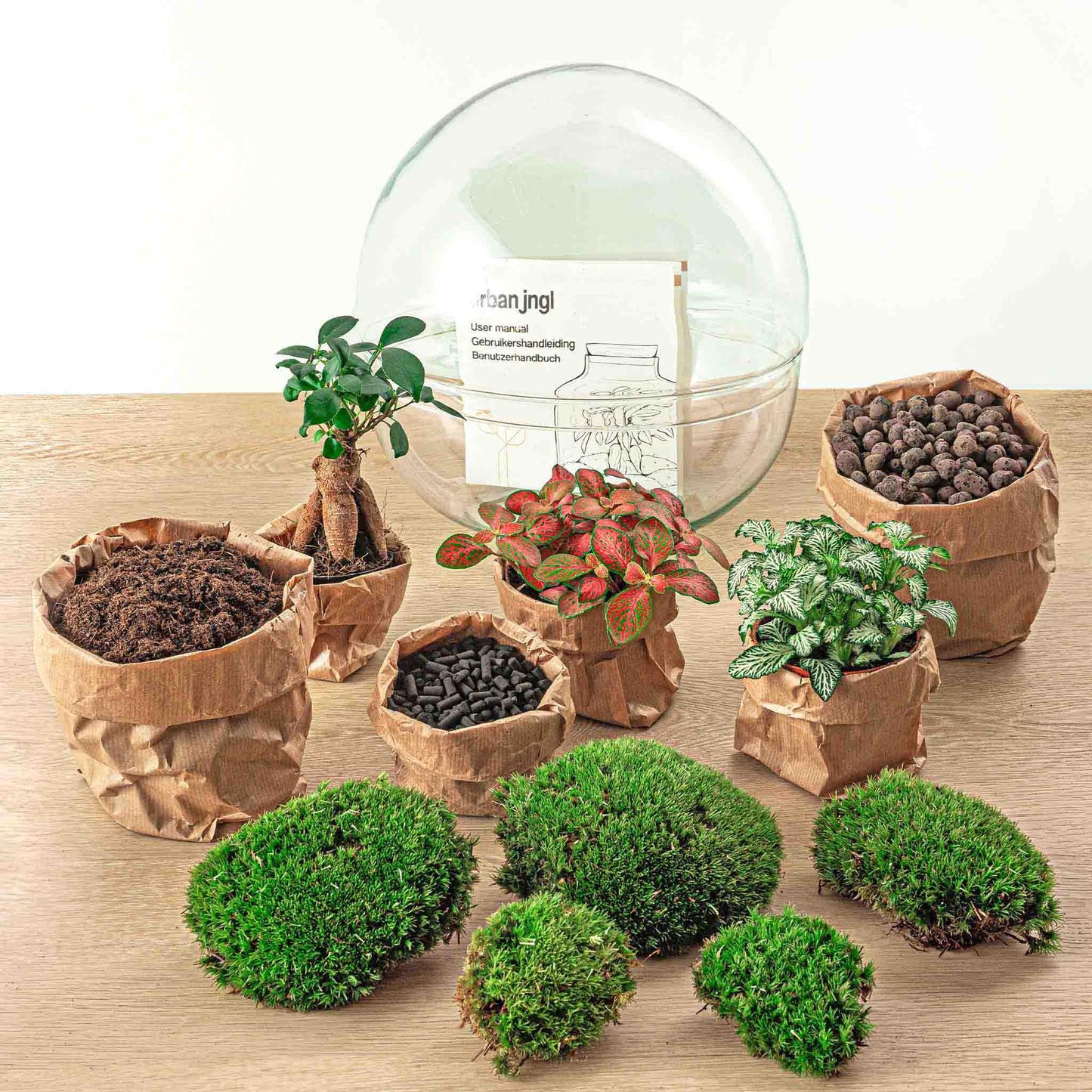 Flaschengarten DIY Bausatz Dome XL – Terrarium Ø30cm x H30cm – Selbstbewässerndes Pflanzterrarium mit Ficus Ginseng Bonsai & Fittonia – Do-It-Yourself Mini-Ökosystem