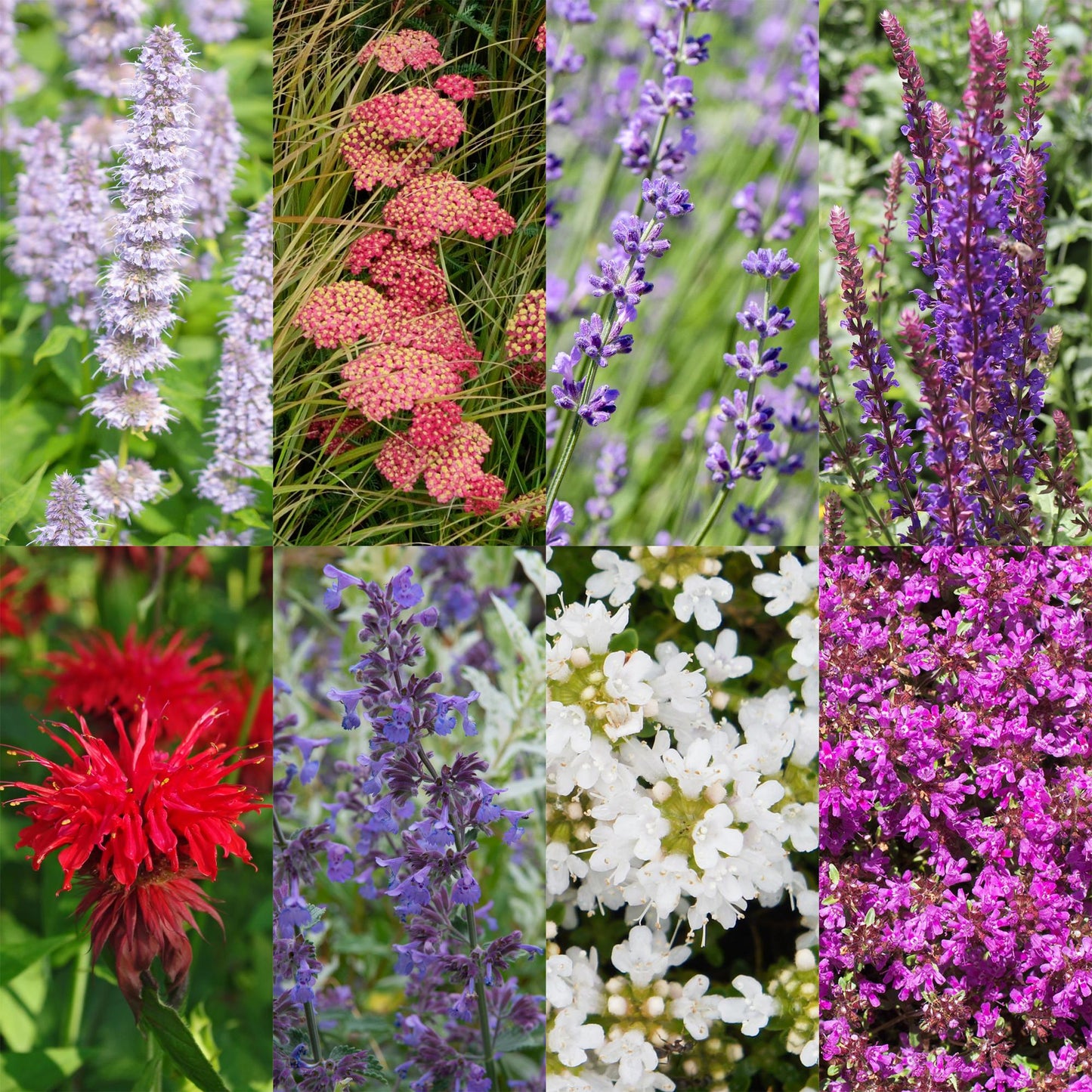 Staudenset – Duftend – 8 verschiedene Duftstauden – Für 1 m² Beet – Bienenfreundlich – Pflegeleicht – Blüten in verschiedenen Farben – Ø11 cm