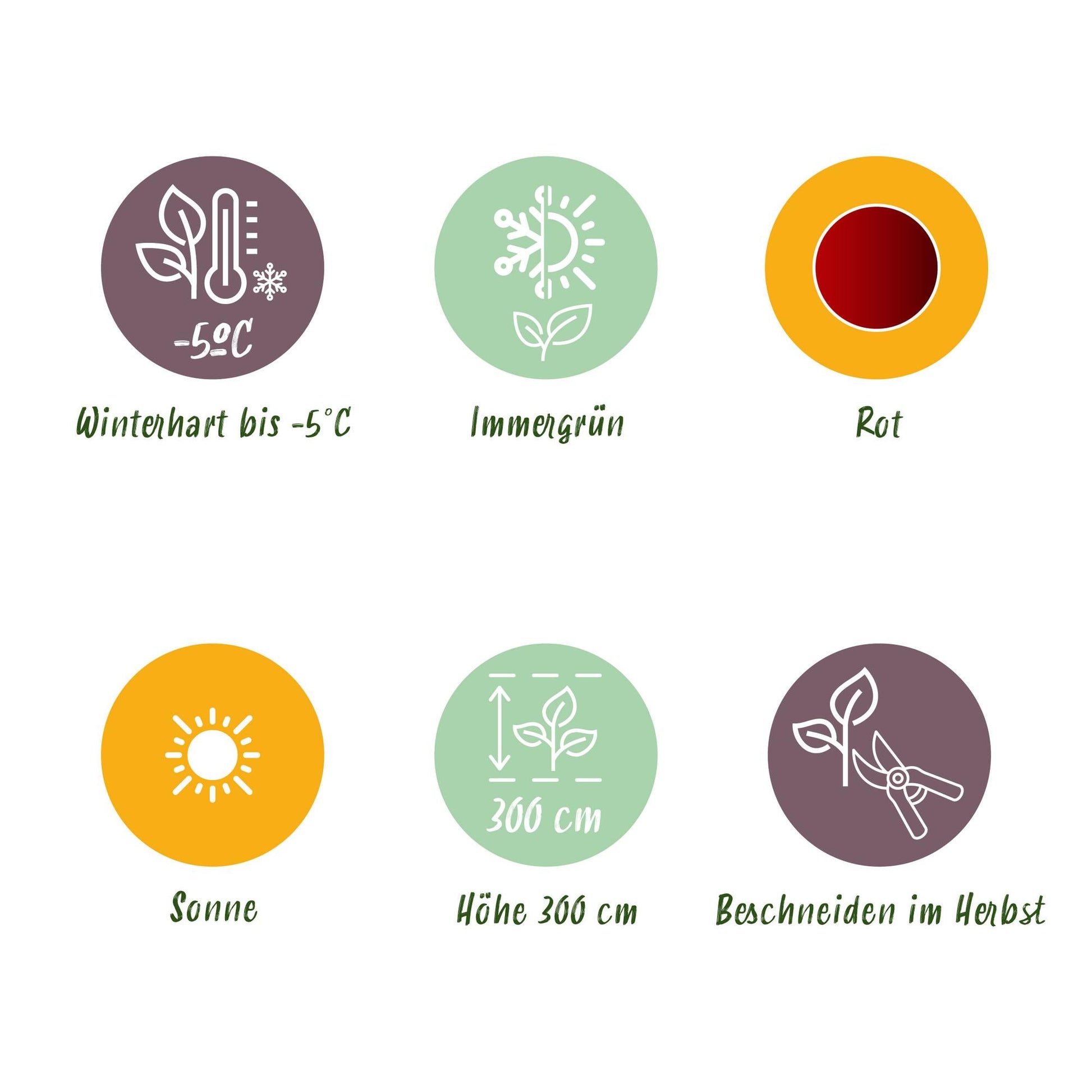 Bananenpflanze Ensete ventricosum Maurelli – 4 Pflanzen – Winterhart – Topf Ø12 cm, Höhe ca. 30 cm – Exotische Garten- und Terrassenpflanze – Farbenprächtige Blätter