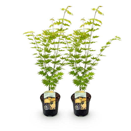 Japanischer Ahorn – Acer palmatum 'Jordan' – 2 Pflanzen – ca. 70 cm hoch – Ø19 cm – leuchtend gelbe Blätter – Balkon- & Gartenpflanze
