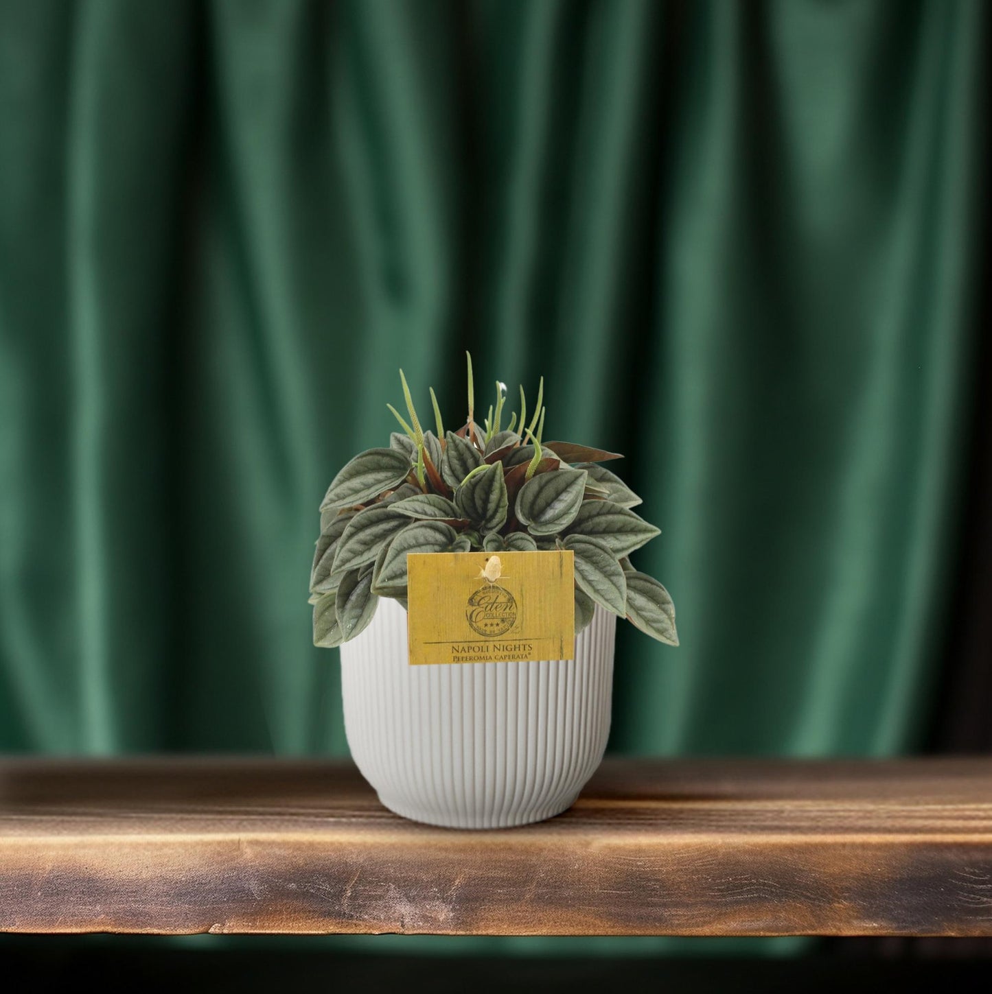 Sukkulente - Peperomia Napoli Nights - Zimmerpflanze - Ø10,5cm - ↕15cm