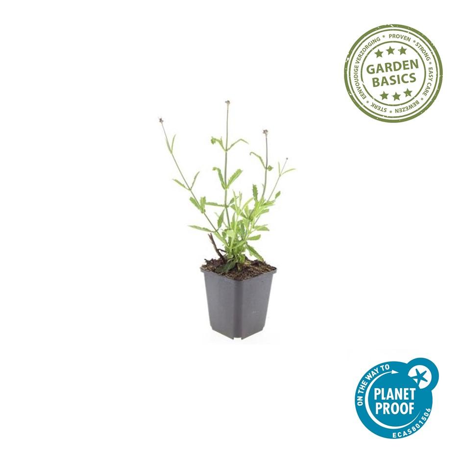 Hohes Eisenkraut Verbena bonariensis 'Lollipop' – ↕10-25cm – Ø9cm – 6 Pflanzen – Lilafarbene Blüten – Langblühend – Pflegeleicht – Balkon, Beet & Garten