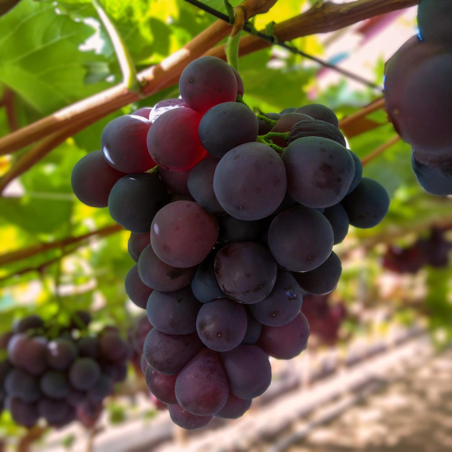 Weinrebe – Vitis vinifera Himrod – Kernlose Trauben – 2 Pflanzen – Obstpflanze – 15cm – Höhe 50cm