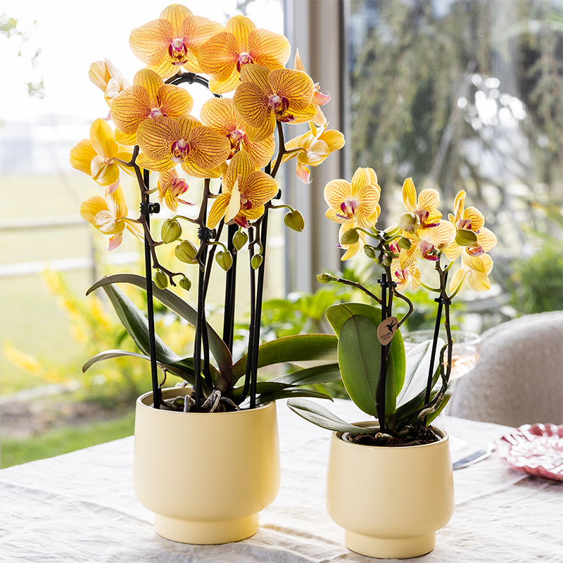 Kolibri Orchids | Orange Phalaenopsis-Orchidee Topfgröße Ø12cm | Sunny Bunny | Blühende Zimmerpflanze – Frisch vom Züchter