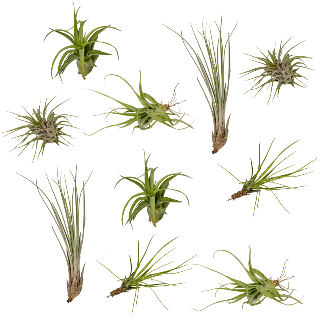 Tillandsia Air Mix – 10 Luftpflanzen – Ø6cm – ca. 6cm hoch – Pflegeleichte Tillandsien-Mischung – Für kreative Deko & helle Innenräume