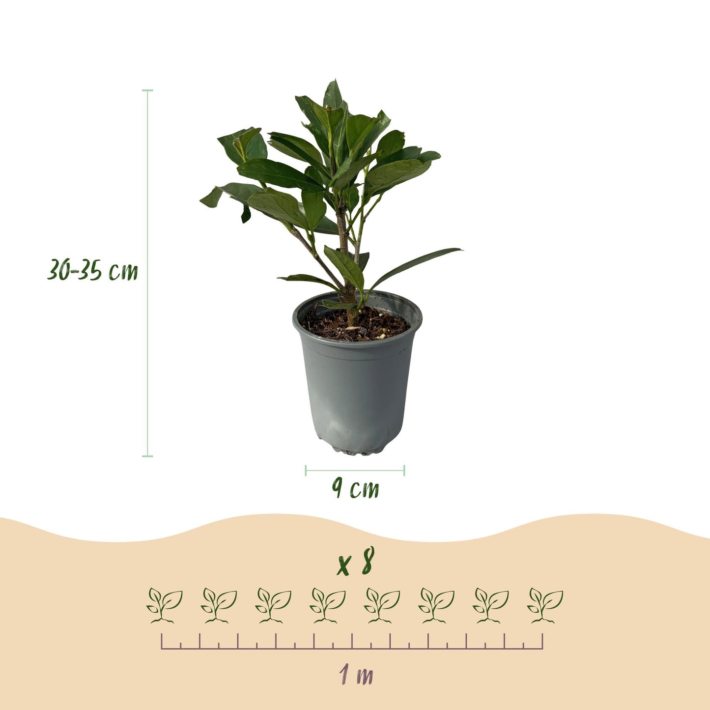 Kirschlorbeer - Prunus laurocerasus Caucasica - Heckenpflanze - Blatt grün - 8 Pflanzen - 1 laufenden Meter - immergrün - Topf 9cm Höhe 30-35cm