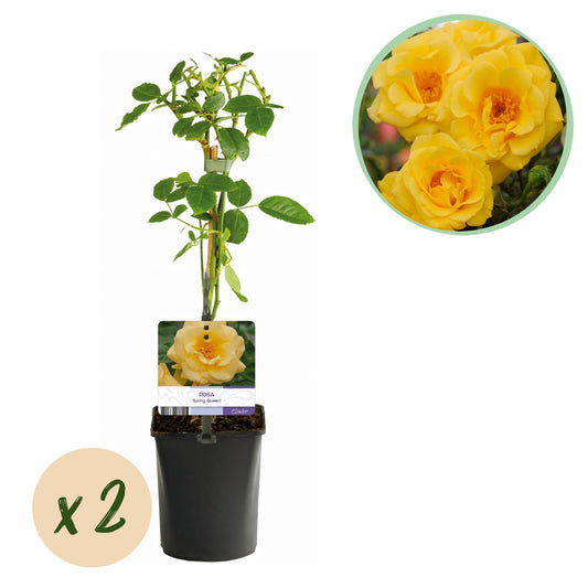 Kletterrose Rosa Spring Queen – Gelb – Pflegeleicht – 2 Pflanzen – 11cm x H40cm – Duftende Rosen für Garten, Balkon & Terrasse