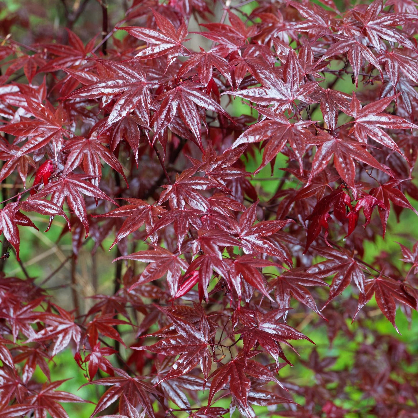 Japanischer Ahorn Acer palmatum Bloodgood – Rot – 2 Pflanzen – Laubabwerfender Zierbaum – Im 19 cm Topf – Ca. 70 cm hoch – Für Balkon, Terrasse & Beet – Auffällige rote Blätter – Pflegeleicht & elegant