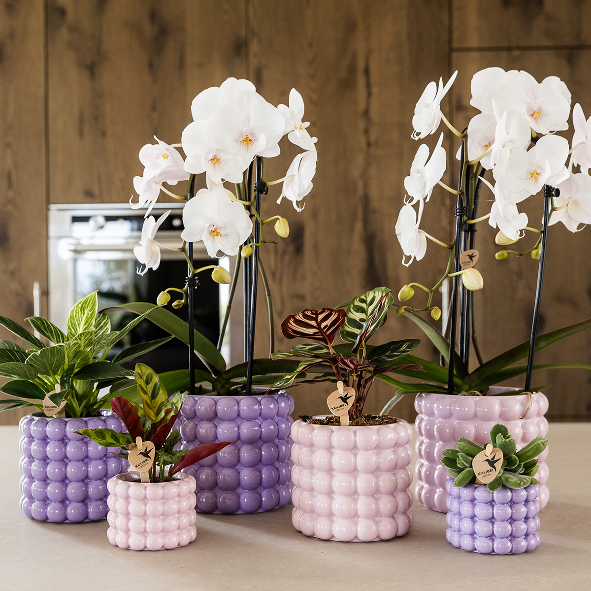 Kolibri Home | Poppy Ziertopf - Purple - Ø6cm