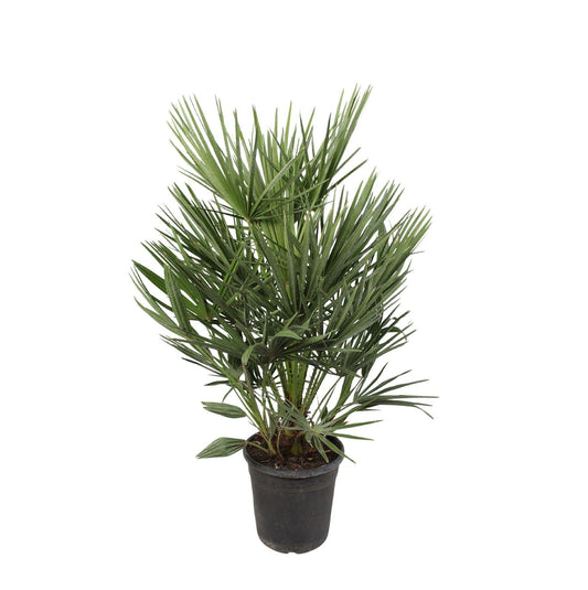 Grüne Zwergpalme Chamaerops humilis – Zimmerpflanze 100cm – Ø21cm – Mediterrane Palme – Winterhart – Pflegeleicht & Robust