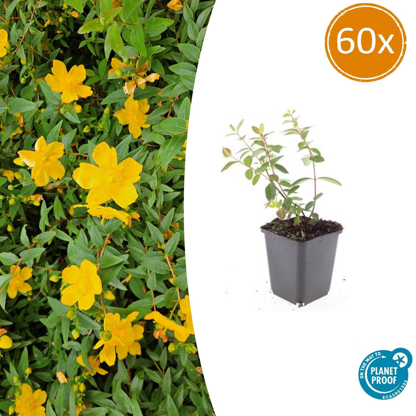 Johanniskraut Hypericum dummeri 'Peter Dummer' – ↕10-25cm – Ø9cm – 60 Pflanzen – Winterharter Bodendecker & Zierstrauch – Gelbe Blüten