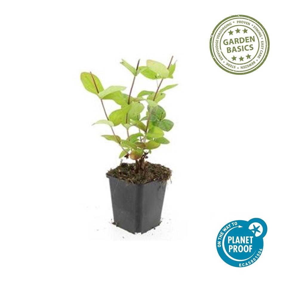Johanniskraut Hypericum inodorum 'Beauty' – ↕10-25cm – Ø9cm – 20 Pflanzen – Goldgelbe Blüten, Winterhart, Bodendecker, Pflegeleicht