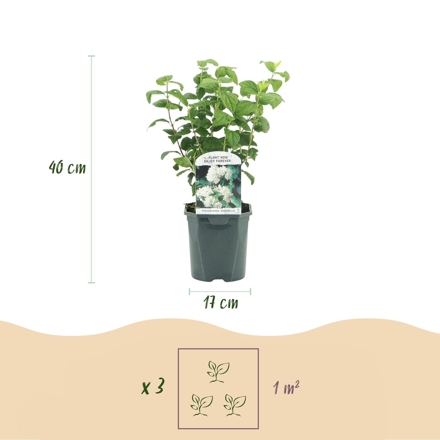 Bauernjasmin Philadelphus Snowbelle – Duftende Weiße Blüten – Wenig Pflege – 17 cm Höhe 45 cm – Für Garten, Terrasse & Balkon