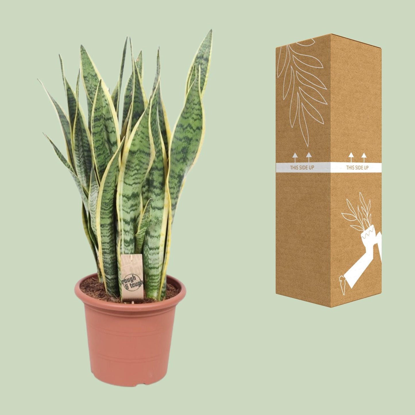 Bogenhanf - Sansevieria Trifasciata Laurentii - Zimmerpflanze - Ø25cm - ↕85cm