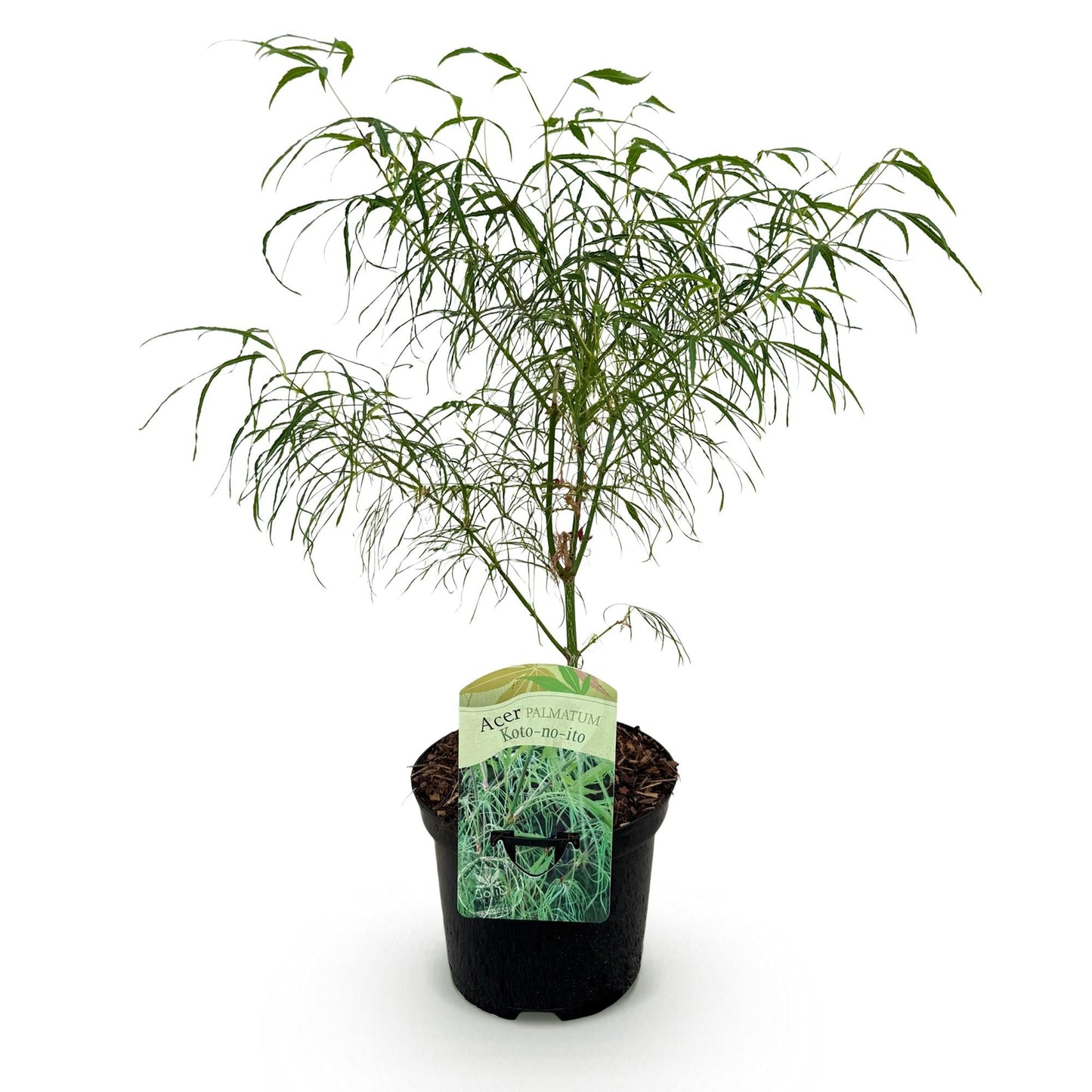 Japanischer Ahorn â Acer palmatum Koto-no-ito â Zierahorn im Topf 19cm â ca. 70cm hoch â Feingliedrig & mehrfarbig â Balkon- & TerrassenpflanzeÂ