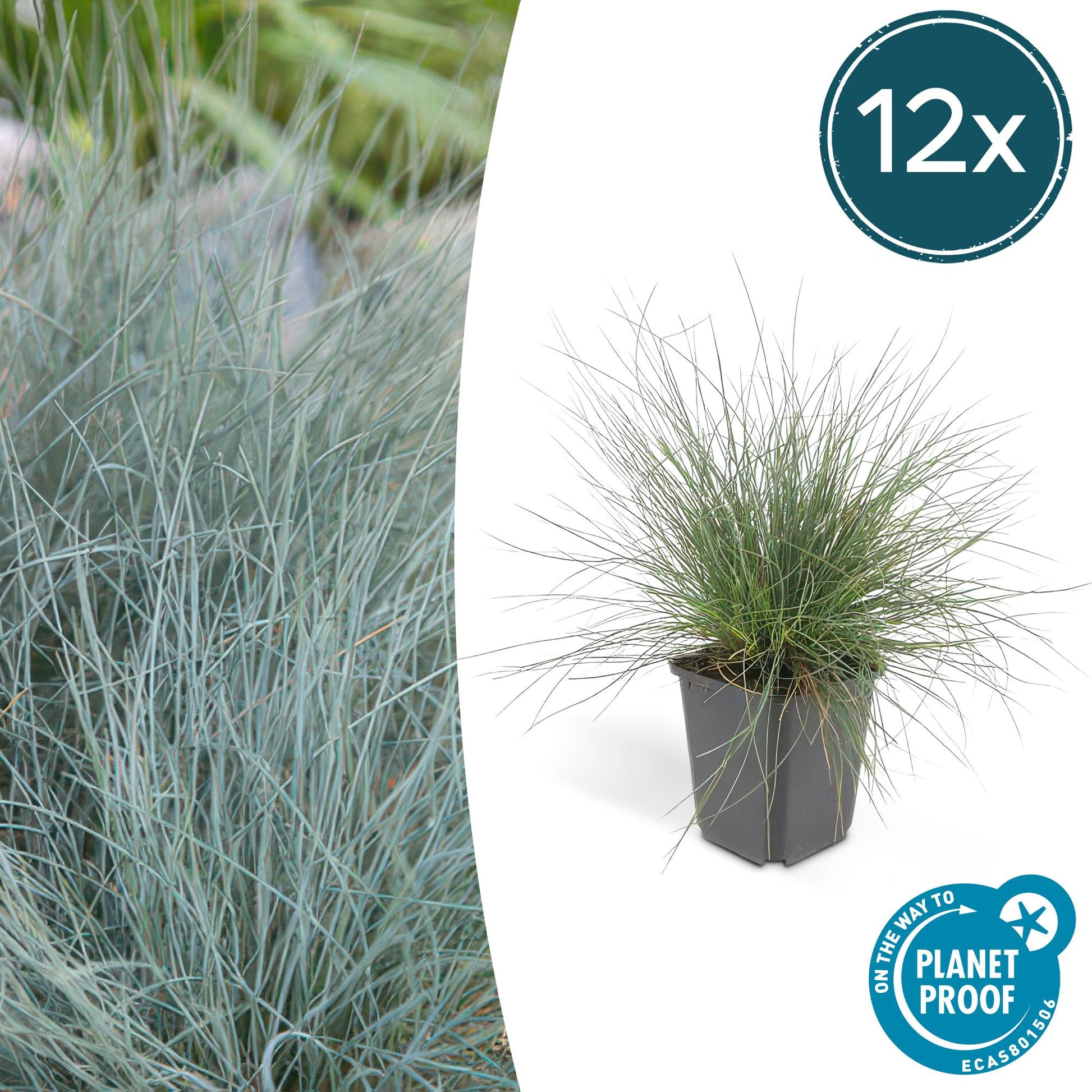 Blau-Schwingel – Festuca glauca 'Elijah Blue' – ↕10-25cm – Ø9cm – 12 Pflanzen – winterhart & pflegeleicht