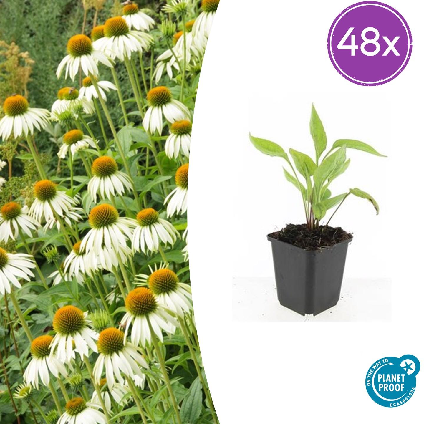 Echinacea purpurea 'White Swan' – 48 Pflanzen – ↕10-25cm – Ø9cm – Weißer Sonnenhut – Winterhart, trockenheitsresistent & bienenfreundlich