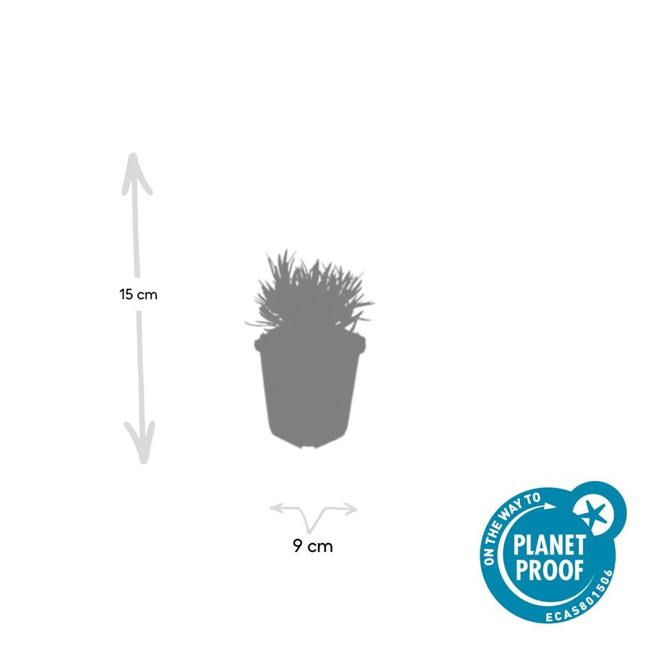 Weißer Lavendel Lavandula int. ‘Edelweiss’ – ↕10-25cm – Ø9cm – 60 Pflanzen – Winterhart & pflegeleicht – Duftende Blüten – Für Beete, Töpfe & Steingärten