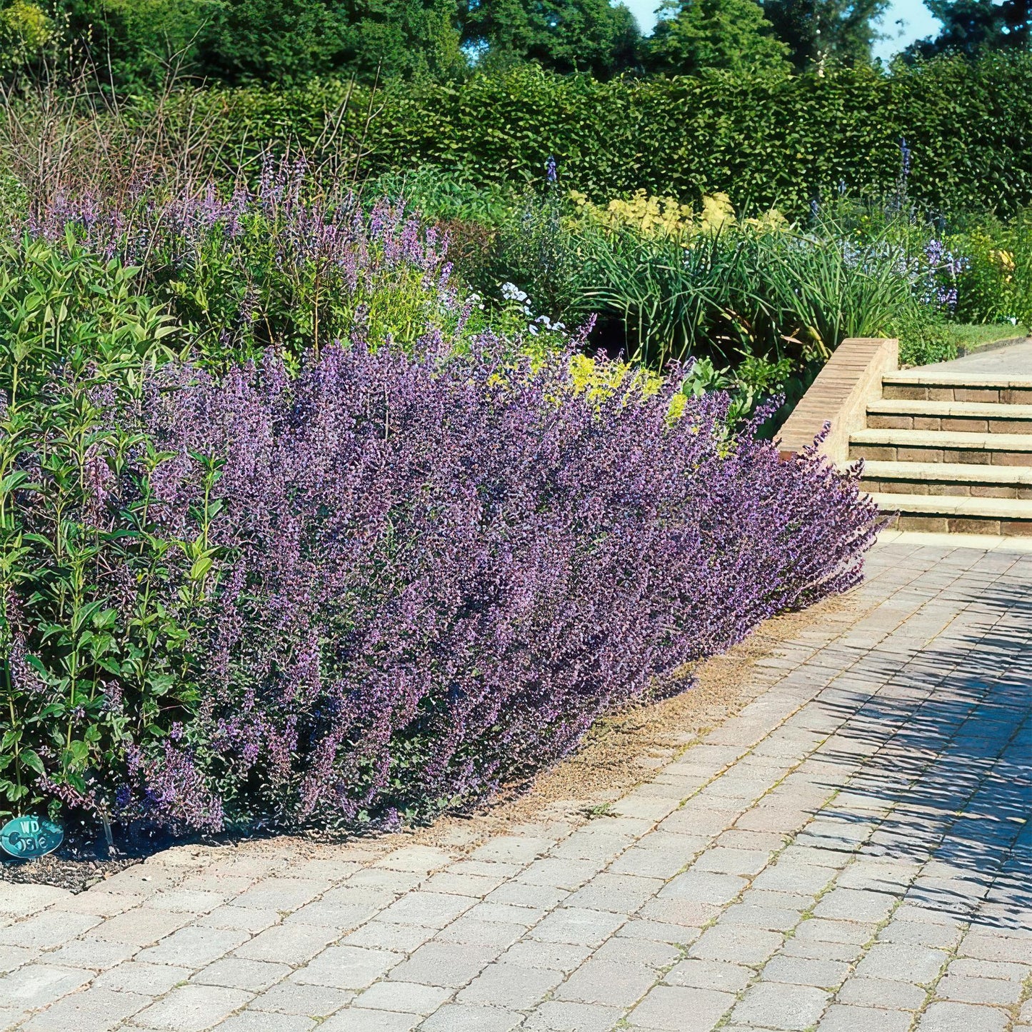 Katzenminze Nepeta 'Six Hills Giant' – ↕10-25cm – Ø9cm – 20 Pflanzen – Bienenfreundliche Staude – Lila-blühend & Pflegeleicht