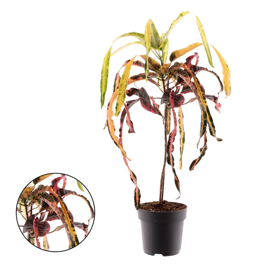 Croton Dreadlock - Ø19cm - ↕70cm