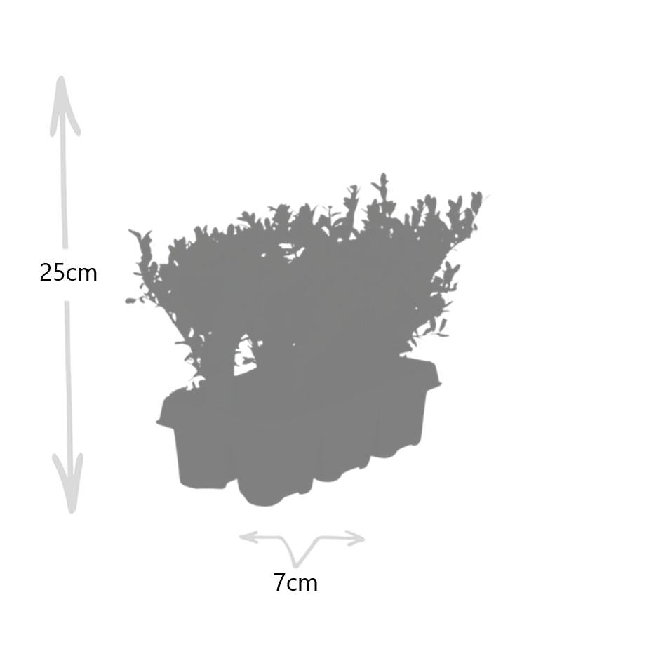Stechpalme – Ilex crenata 'Jenny' – 72 Pflanzen – Immergrün – Winterhart – Alternative zu Buchsbaum – Ø7cm ↕15cm