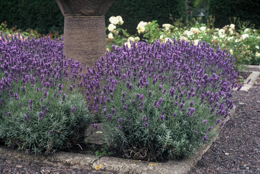 Lavendel Lavandula angustifolia 'Dwarf Blue' – ↕10-25cm – Ø9cm – 6 Pflanzen – Zwerglavendel, Duftend, Silbergrünes Laub, Bienenfreundlich, Winterhart