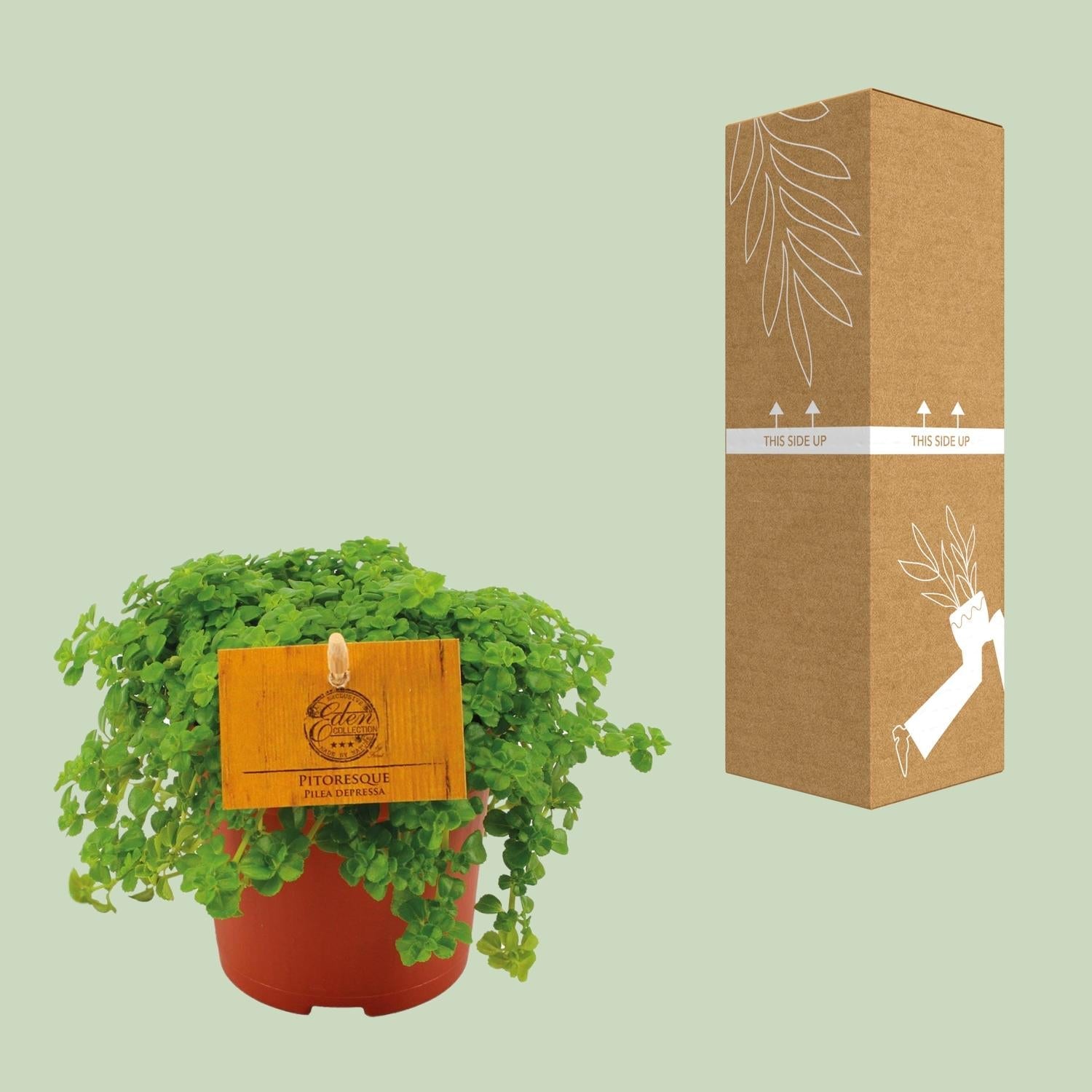 Kanonierblume – Pilea depressa – Ø10,5cm – ↕15cm – Zimmerpflanze – Pflegeleicht & luftreinigend – Kompakte Grünpflanze für Innenräume