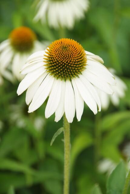 Scheinsonnenhut – Echinacea purpurea 'White Swan' – ↑10-25cm – Ø9cm – 40 Pflanzen – Weiße Blüten, Bienen- und Schmetterlingsfreundlich, pflegeleicht, robuste Staude