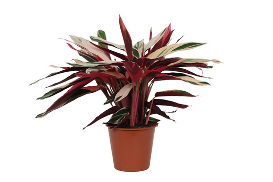 Calathea Triostar – Korbmarante – Ø19cm – 70cm hoch – Zimmerpflanze mit mehrfarbigen Blättern – Pflegeleicht & luftreinigend – Ideal für Wohnräume & Badezimmer