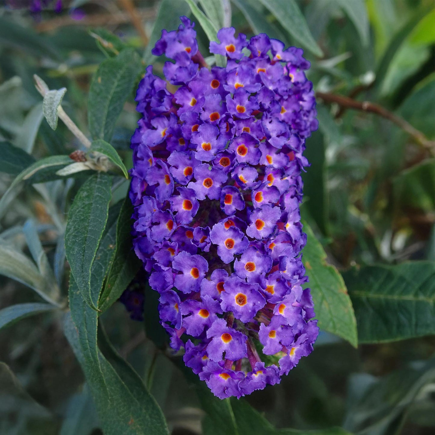 Schmetterlingsstrauch Buddleja davidii Empire Blue – Blau blühender, laubabwerfender Gartenstrauch – Schmetterlings- & bienenfreundlich – Pflegeleicht – 17 cm, Höhe 25 cm