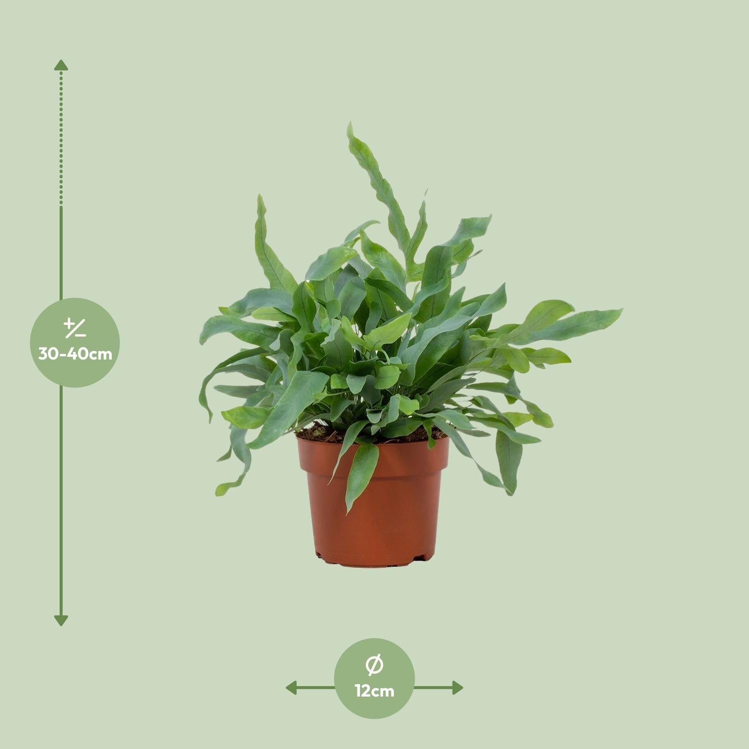 Goldtüpfelfarn – Phlebodium Blue Star – Zimmerpflanze – Ø12cm – ↕32cm – Blaugrau gewellte Blätter – Luftreinigend & pflegeleicht