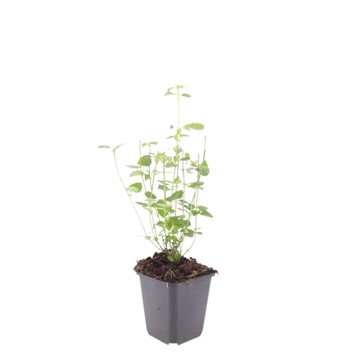 Asiatische Duftnessel Agastache 'Black Adder' – 12 Pflanzen – Staude – Dunkelviolette Blüten – Ø9cm – 10-25cm hoch – Bienenfreundlich & pflegeleicht