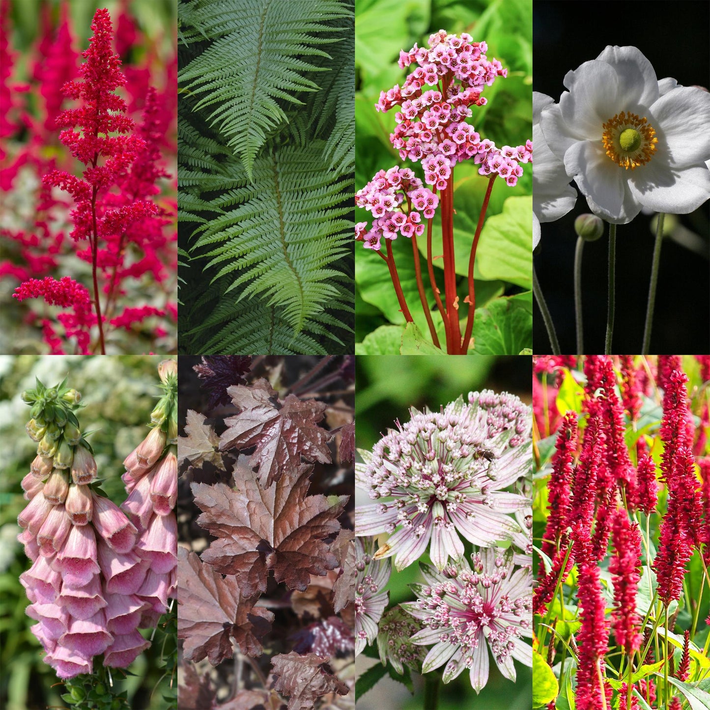 Staudenset – Schatten – 8 schattenverträgliche Stauden – Für 1 m² Beet – Verschiedene Farben – Pflegeleicht – Ideal für halbschattige & schattige Bereiche – Topf Ø11 cm