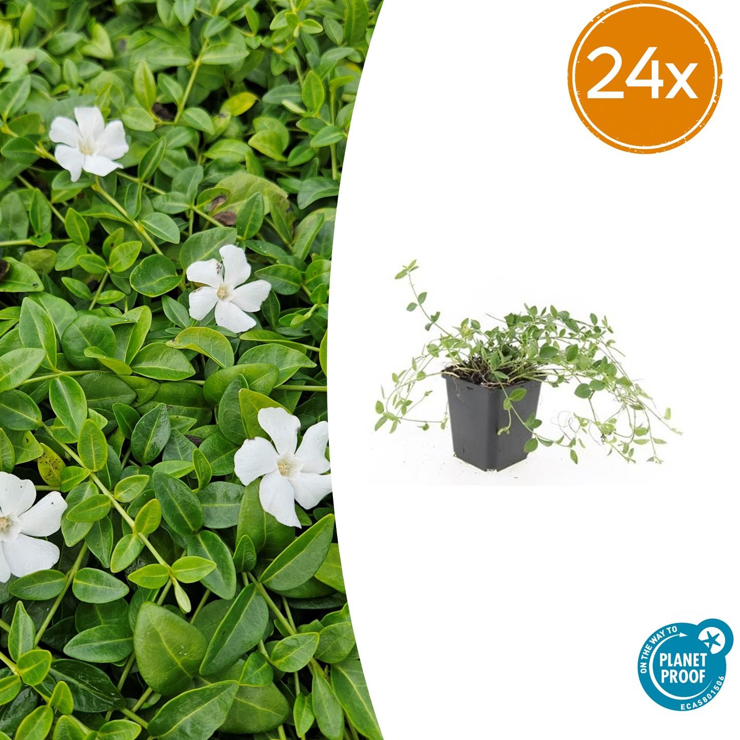 Vinca minor 'Gertrude Jekyll' – 24 Pflanzen – Immergrüner Bodendecker – Weiß blühend – Tiefgrüne Blätter – 10–25 cm – Ø9 cm – Schattentolerant & pflegeleicht