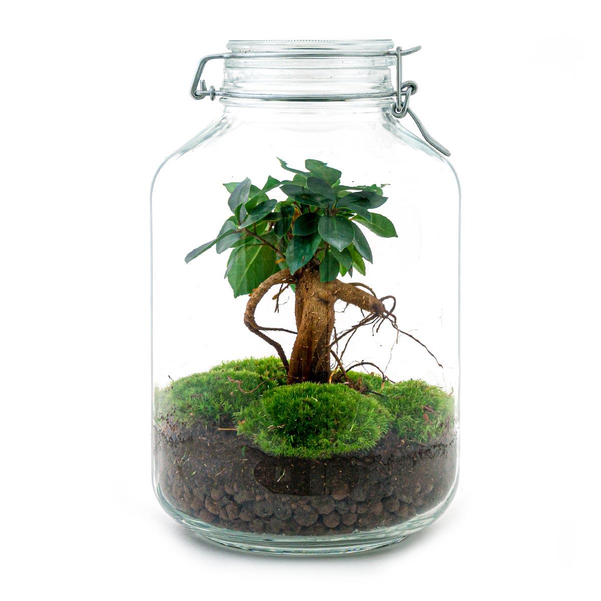 Flaschengarten DIY Bausatz Ficus Ginseng Bonsai – Terrarium Ø18cm x H28cm – Selbstbewässerndes Mini-Ökosystem – Do-It-Yourself Pflanzterrarium mit Moos & Zubehör