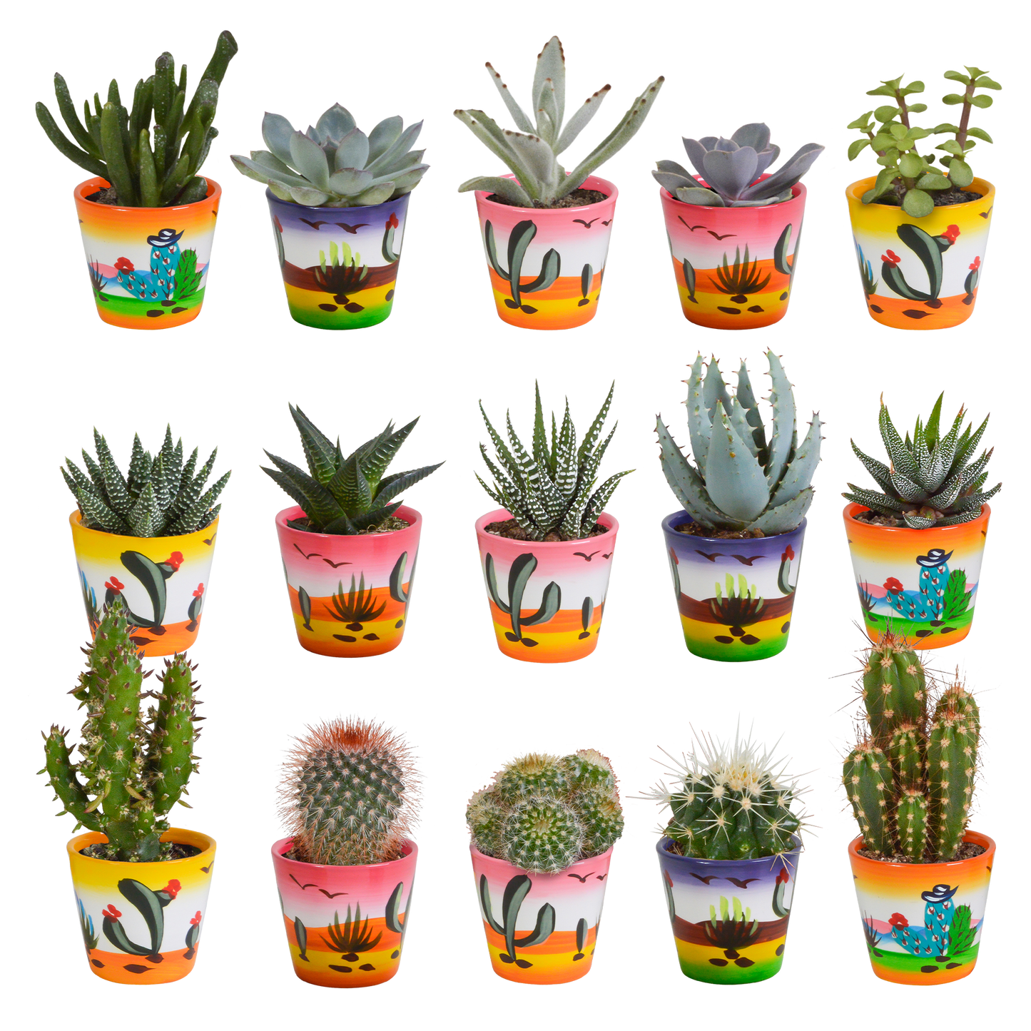 Kakteen & Sukkulenten Mischung – 15 Pflanzen 5,5 cm – Vielfältige Auswahl aus Cereus, Echeveria, Haworthia & Crassula – Hochwertige Qualität – Handbemalter mexikanischer Topf inklusive