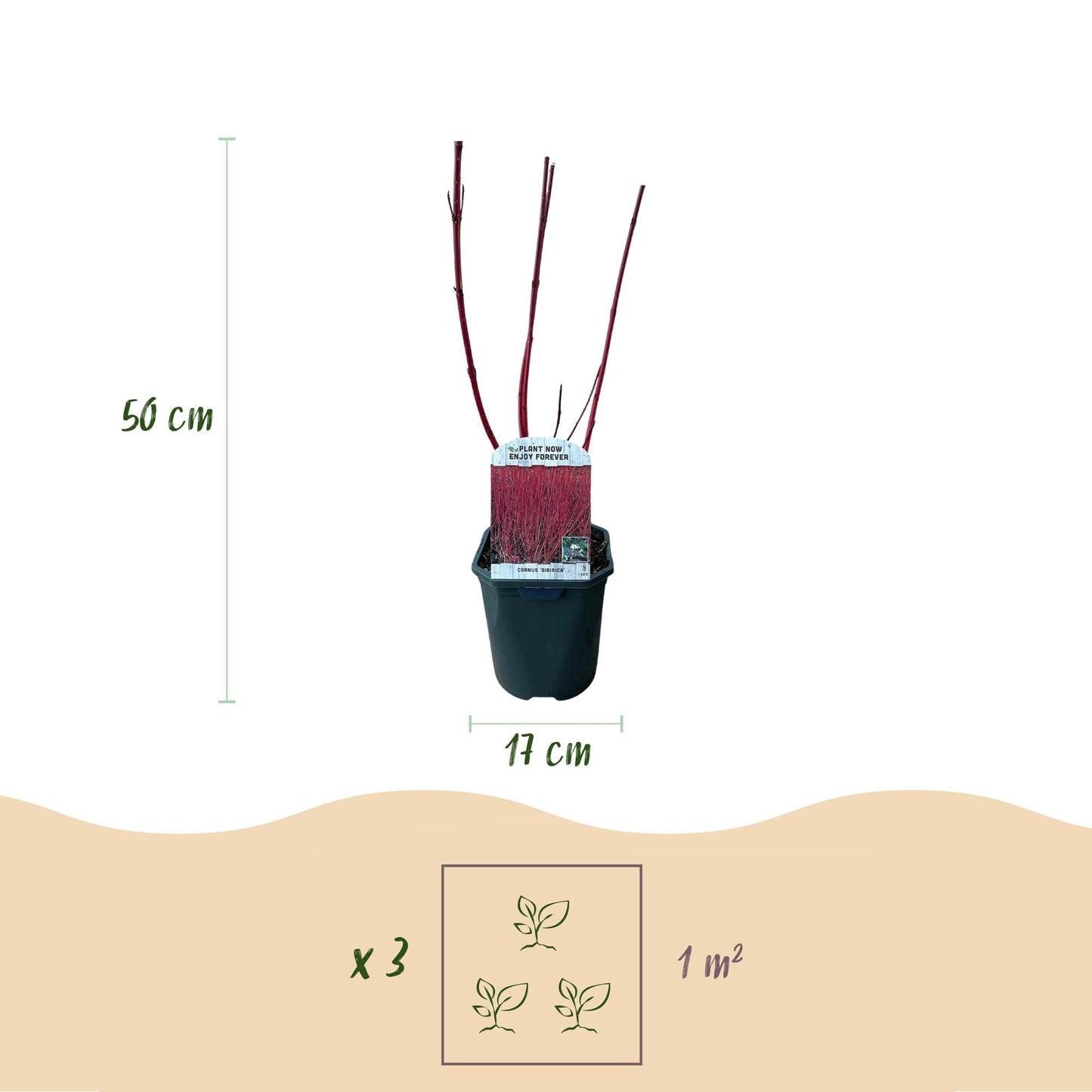 Rotholz-Hartriegel – Cornus alba 'Sibirica' – Ø17cm – ca. 45cm hoch – Zierstrauch mit roten Zweigen – Winterhart & pflegeleicht – Für Hecken & Einzelstellung – Bienenfreundlich