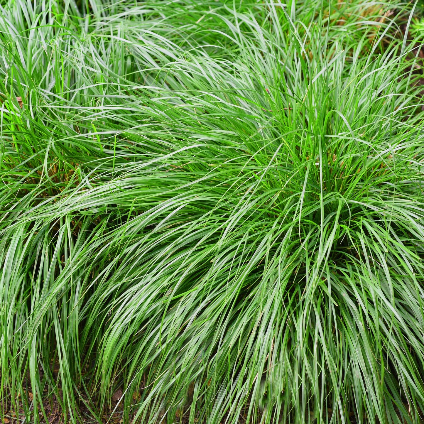 Japansegge – Carex oshimensis Intense Green – Ziergras – 4 Pflanzen – Immergrün – Pflegeleicht – Für Beet & Topf – Ø17 cm – Höhe ca. 50 cm