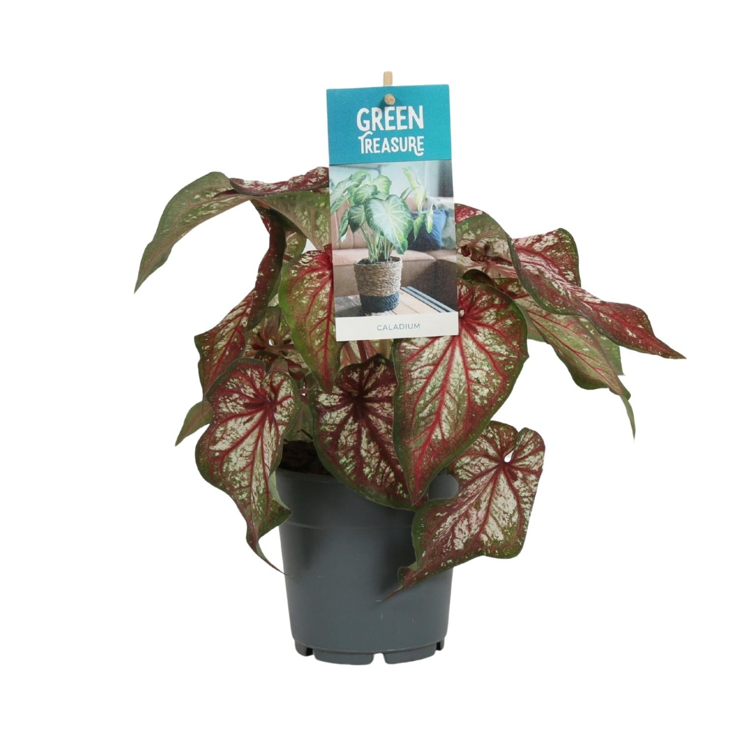 Caladium Bicolor – Engelsschwingen – Ø12cm – ↕25cm – Tropische Zimmerpflanze mit auffälligem Laub – Pflegeleicht & luftreinigend – Ideal für halbschattige Standorte